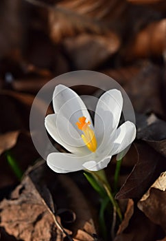 Crocus messenger of spring