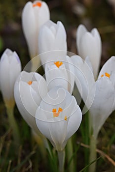 Crocus messenger of spring