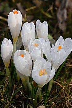 Crocus messenger of spring