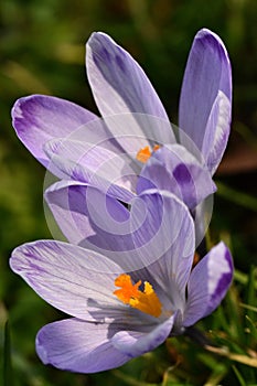 Crocus messenger of spring