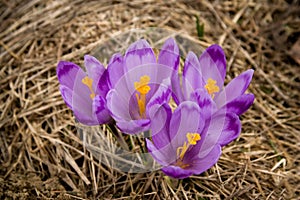 Crocus mountains flora photo