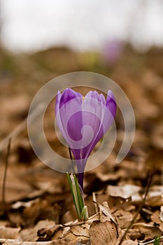 Crocus mountains flora