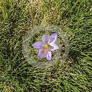 Crocus nudiflorus in a meadow