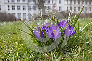 Crocus Park Vreugd en Rust