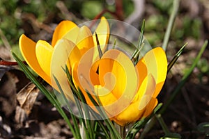 Crocus