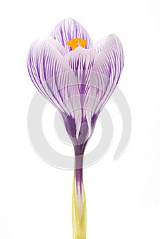 Crocus Pickwick