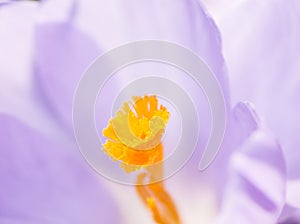 Crocus Pistil