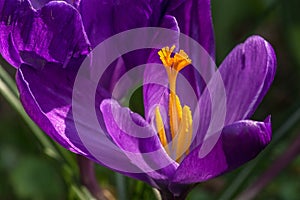 Pistil of crocus and saffron beads