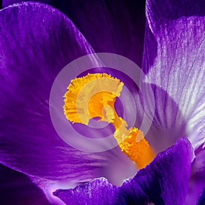 Crocus pistil, saffron flower