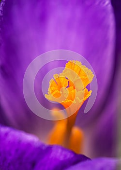 Crocus pistil, saffron flower