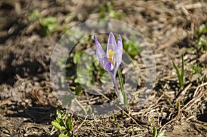 Crocus plant  - perennial plant