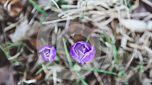 Crocus, plural crocuses or croci is a genus of flowering plants in the iris family