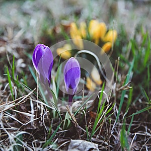 Crocus, plural crocuses or croci is a genus of flowering plants in the iris family