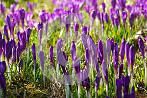 Crocus, plural crocuses or croci is a genus of flowering plants in the iris family.