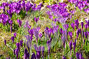 Crocus, plural crocuses or croci is a genus of flowering plants in the iris family.