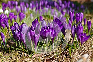 Crocus, plural crocuses or croci is a genus of flowering plants in the iris family.