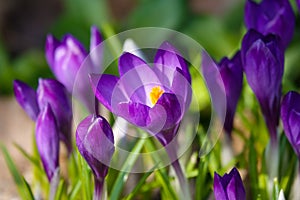 Crocus, plural crocuses or croci is a genus of flowering plants in the iris family.