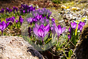 Crocus, plural crocuses or croci is a genus of flowering plants in the iris family.