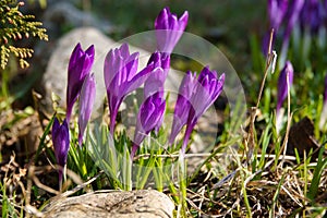 Crocus, plural crocuses or croci is a genus of flowering plants in the iris family.