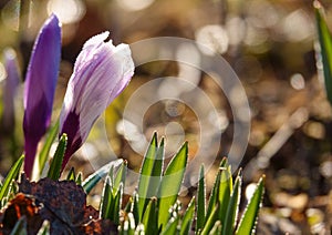 Crocus, plural crocuses or croci is a genus of flowering plants in the iris family.