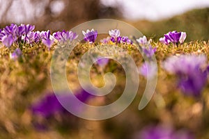 Crocus, plural crocuses or croci is a genus of flowering plants in the iris family. A bunch of crocuses, a meadow full