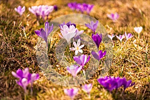 Crocus, plural crocuses or croci is a genus of flowering plants in the iris family. A bunch of crocuses, a meadow full