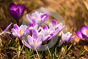 Crocus, plural crocuses or croci is a genus of flowering plants in the iris family. A bunch of crocuses, a meadow full