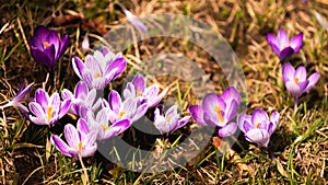 Crocus, plural crocuses or croci is a genus of flowering plants in the iris family. A bunch of crocuses, a meadow full of crocuses