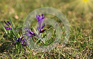 Crocus plural: crocuses or croci is a genus of flowering plants in the iris family. Flowers close-up on a blurred natural