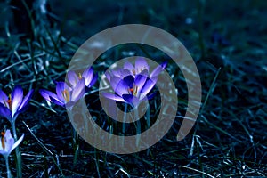 Crocus plural: crocuses or croci is a genus of flowering plants in the iris family. Flowers close-up on a blurred natural