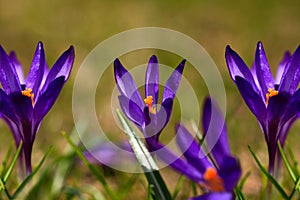 Crocus plural: crocuses or croci is a genus of flowering plants in the iris family. Flowers close-up on a blurred natural