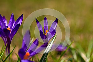 Crocus plural: crocuses or croci is a genus of flowering plants in the iris family. Flowers close-up on a blurred natural