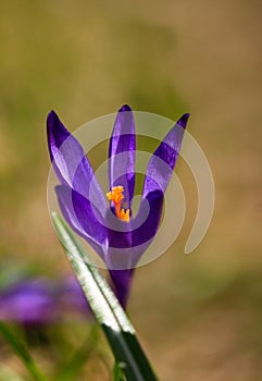 Crocus plural: crocuses or croci is a genus of flowering plants in the iris family. Flowers close-up on a blurred natural