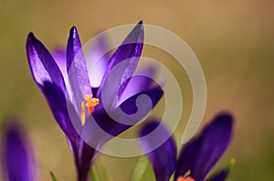 Crocus plural: crocuses or croci is a genus of flowering plants in the iris family. Flowers close-up on a blurred natural