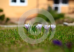 Crocus plural: crocuses or croci is a genus of flowering plants in the iris family. Flowers close-up on a blurred natural