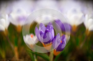 Crocus plural: crocuses or croci is a genus of flowering plants in the iris family. Flowers close-up on a blurred natural