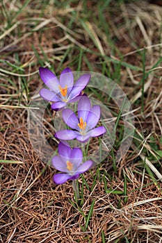 Crocus plural: crocuses or croci is a genus of flowering plants in the iris family. Flowers close-up on a blurred natural