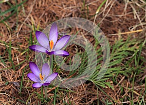 Crocus plural: crocuses or croci is a genus of flowering plants in the iris family. Flowers close-up on a blurred natural