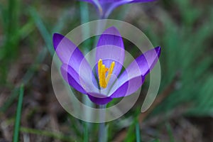 Crocus plural: crocuses or croci is a genus of flowering plants in the iris family. Flowers close-up on a blurred natural