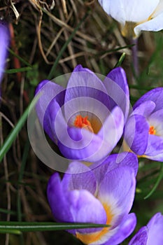 Crocus plural: crocuses or croci is a genus of flowering plants in the iris family. Flowers close-up on a blurred natural