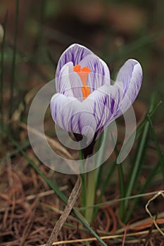 Crocus plural: crocuses or croci is a genus of flowering plants in the iris family. Flowers close-up on a blurred natural