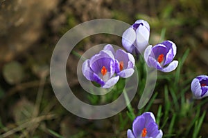 Crocus plural: crocuses or croci is a genus of flowering plants in the iris family. Flowers close-up on a blurred natural