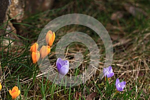 Crocus plural: crocuses or croci is a genus of flowering plants in the iris family. Flowers close-up on a blurred natural