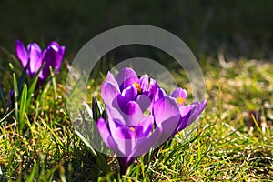 Crocus plural: crocuses or croci is a genus of flowering plants in the iris family. Flowers close-up on a blurred natural