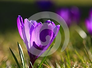 Crocus plural: crocuses or croci is a genus of flowering plants in the iris family. Flowers close-up on a blurred natural