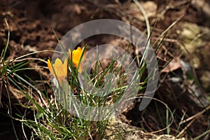 Crocus plural: crocuses or croci is a genus of flowering plants in the iris family. Flowers close-up on a blurred natural