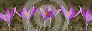 Crocus plural: crocuses or croci is a genus of flowering plants in the iris family. Flowers close-up on a blurred natural