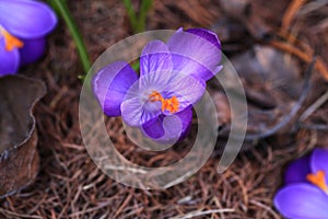 Crocus plural: crocuses or croci is a genus of flowering plants in the iris family. Flowers close-up on a blurred natural