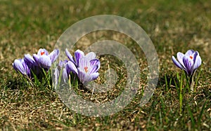 Crocus plural: crocuses or croci is a genus of flowering plants in the iris family. Flowers close-up on a blurred natural