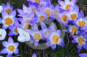 Crocus plural: crocuses or croci is a genus of flowering plants in the iris family. Flowers close-up on a blurred natural